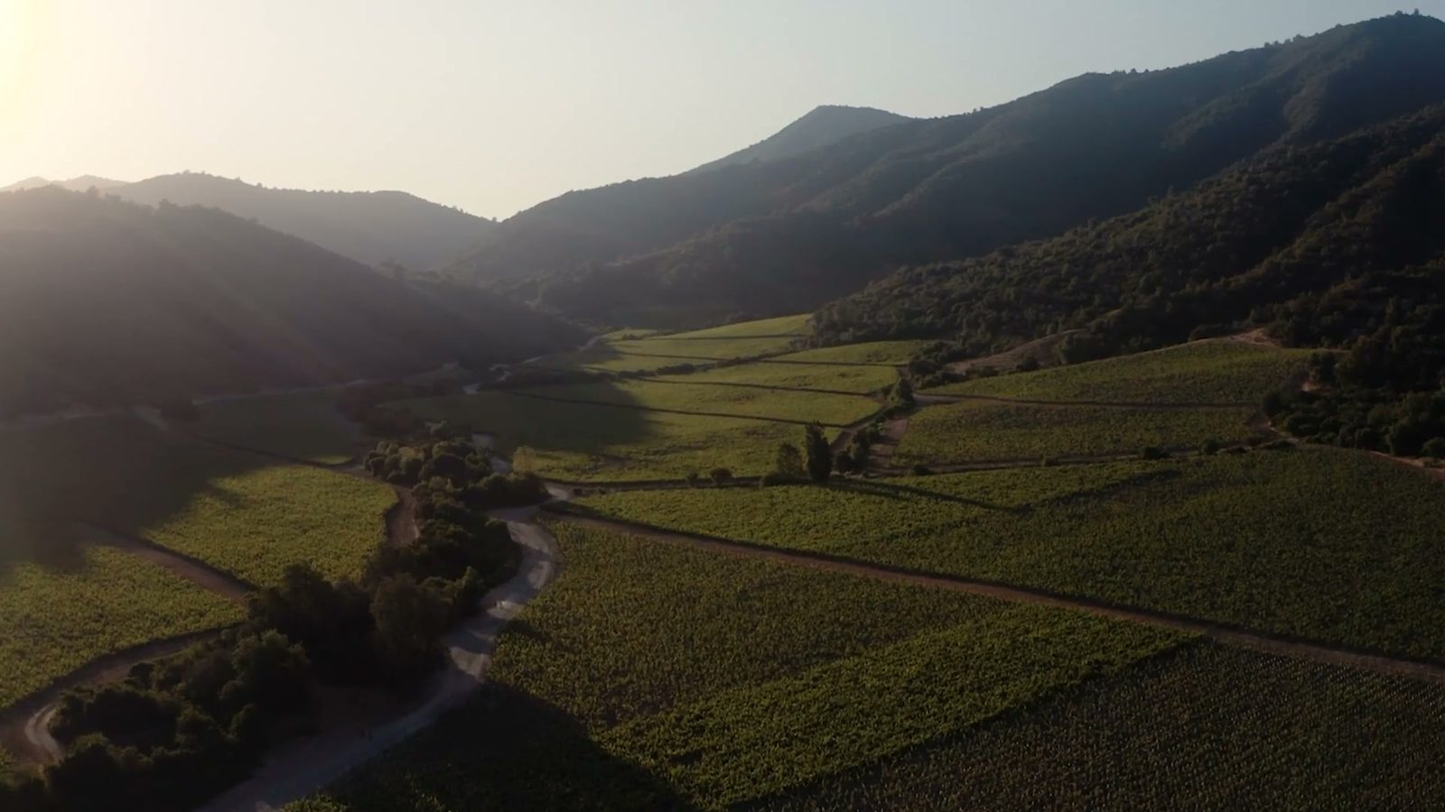The vineyards of Millahue, Chile